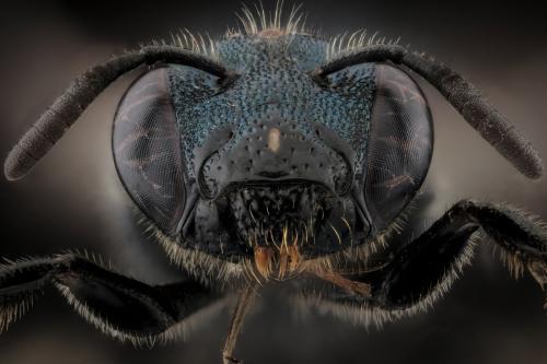 Ceratina cyanea